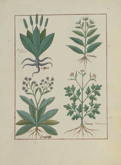 السيدة الاب. Fv VI  1 fol.140r رسم توضيحي من كتاب الأدوية البسيطة لماتياس بلاتيريوس (dc1161) بواسطة Robinet Testard